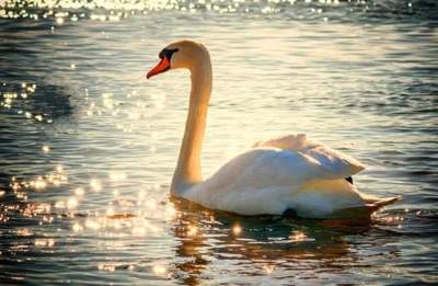 SWANSEA CİTY