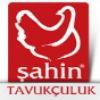 Şahin Piliç